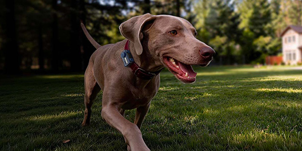 MOVA SureTrack Pro , traceur GPS , animaux de compagnie
